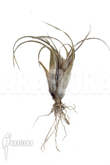 Tillandsia flexuosa Suriname ‘S’