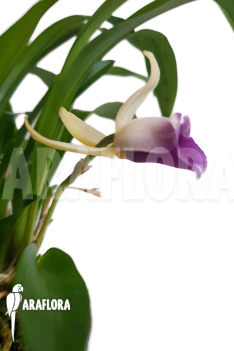 Warczewiczella discolor