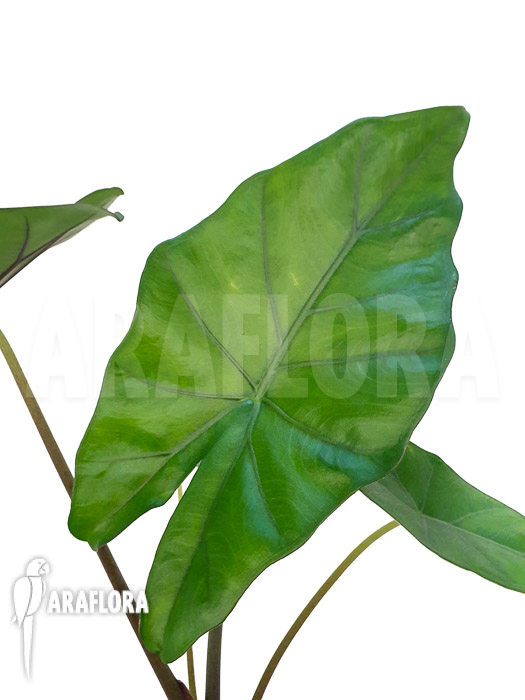 Alocasia ‘Sumo’