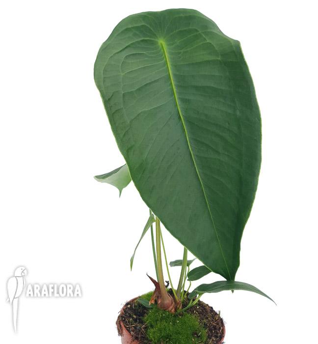 Anthurium peltigerum