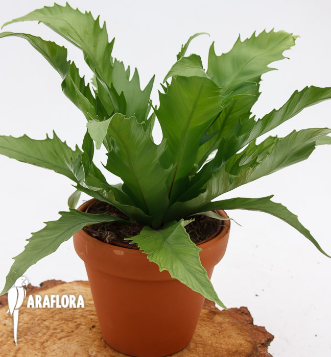 Asplenium gioia