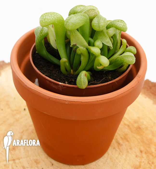 Darlingtonia californica ‘Green’