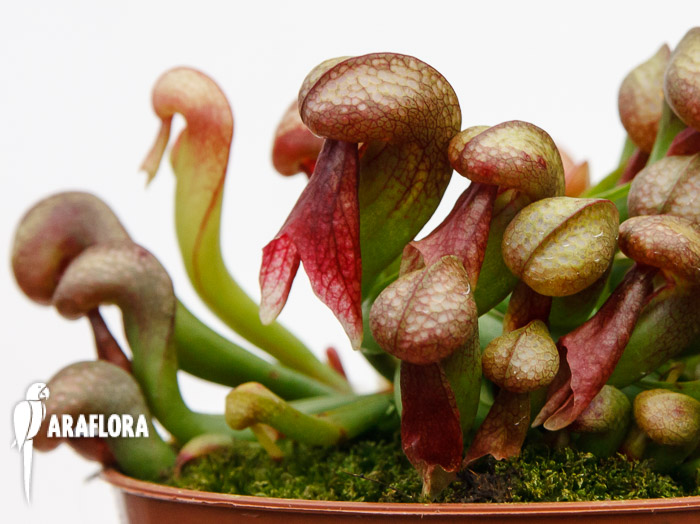 Darlingtonia californica ‘Red’