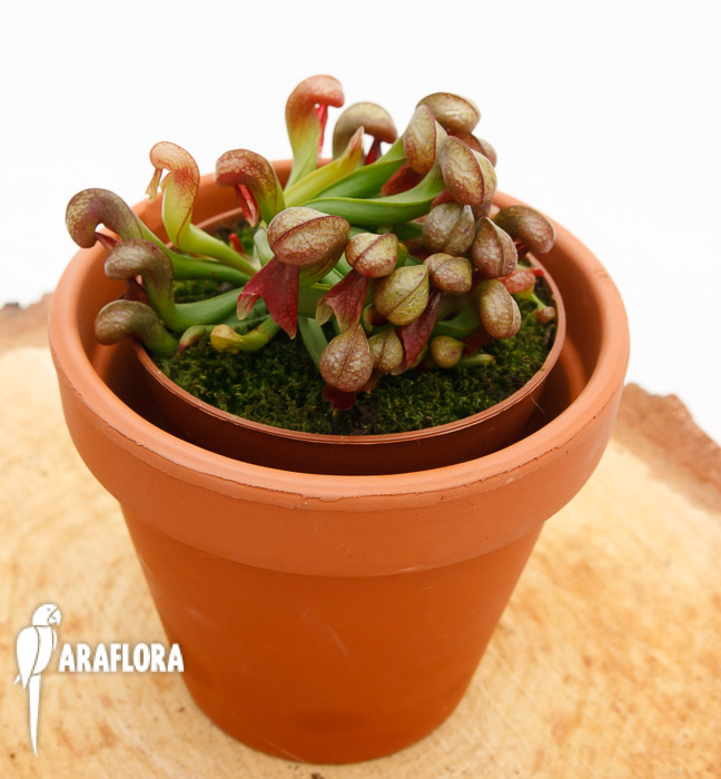 Darlingtonia californica ‘Red’