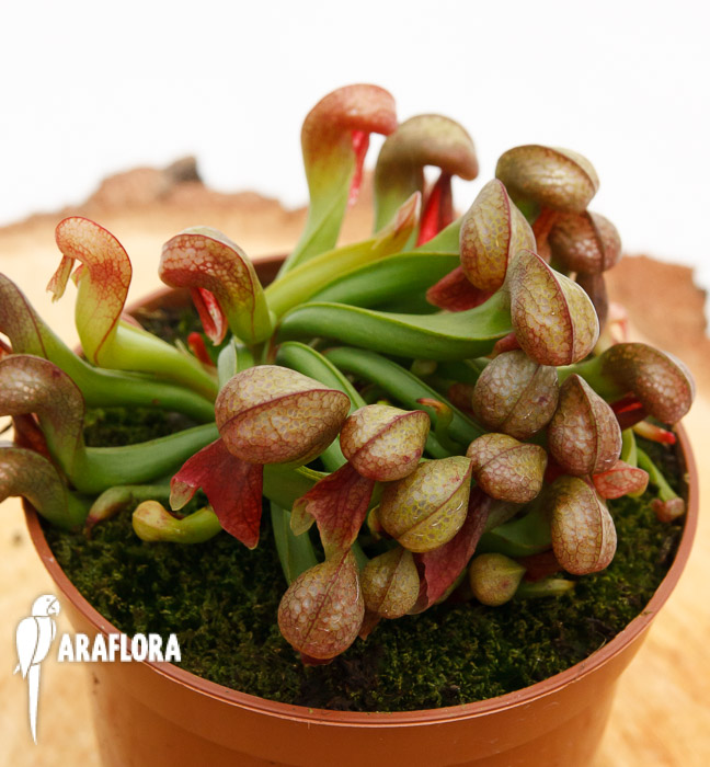 Darlingtonia californica ‘Red’