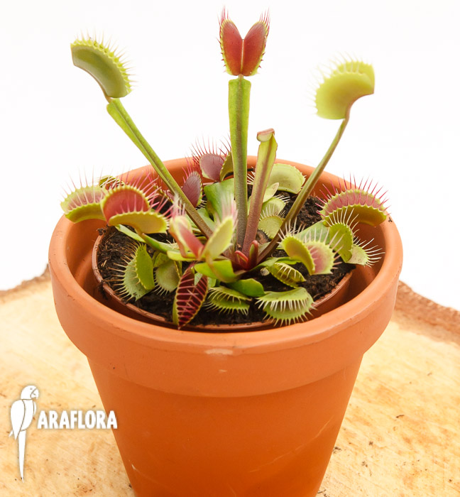 Dionaea muscipula ‘Upright Red’