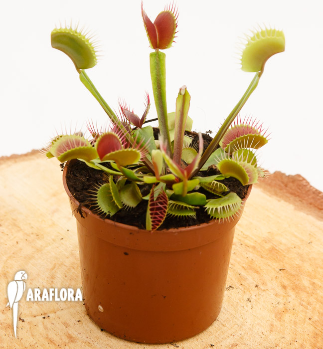 Dionaea muscipula ‘Upright Red’