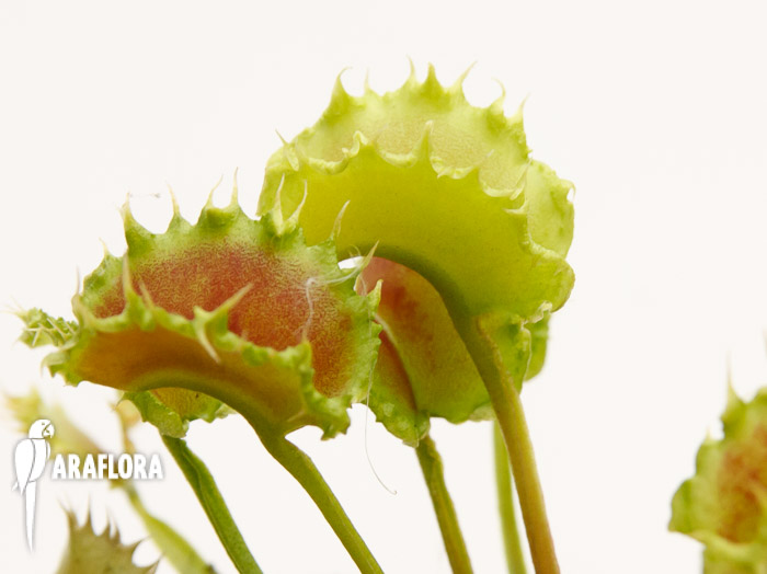 Dionaea muscipula ‘the Zipp’