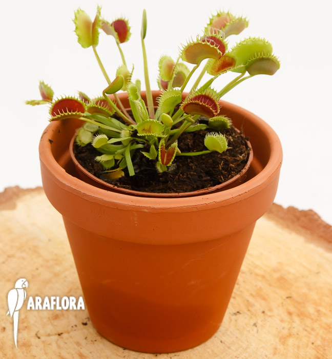 Dionaea muscipula ‘the Zipp’