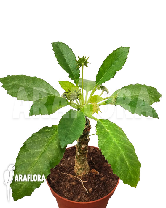 Dorstenia foetida ‘XL’