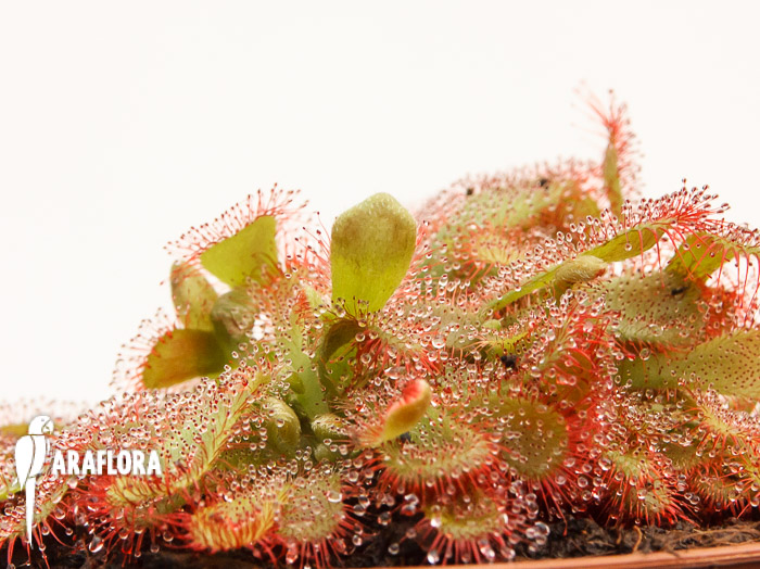 Drosera aliciae