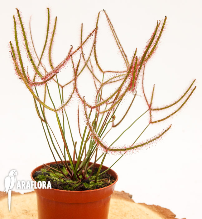 Drosera binata