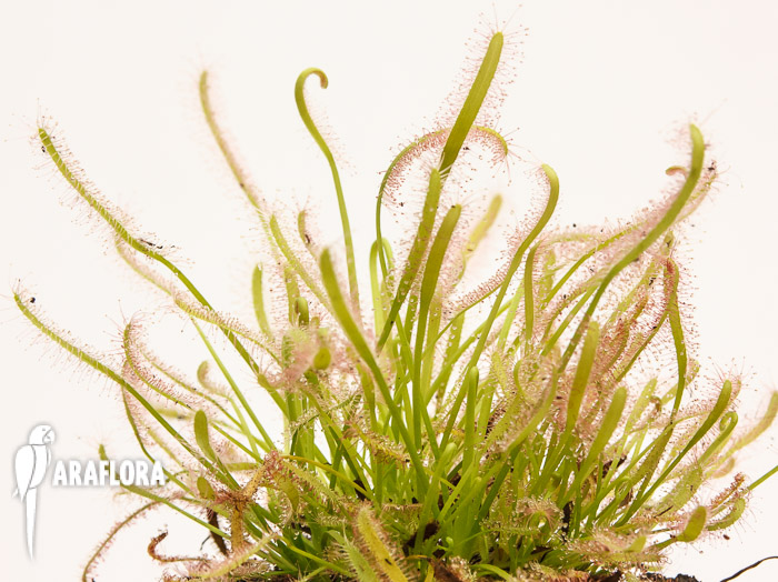 Drosera capensis ‘Alba’