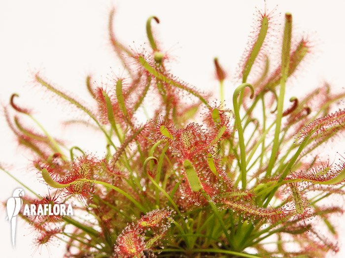 Drosera capensis ‘Red’