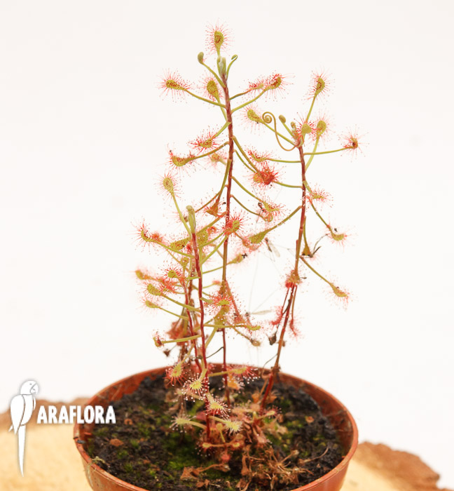 Drosera madagascariensis