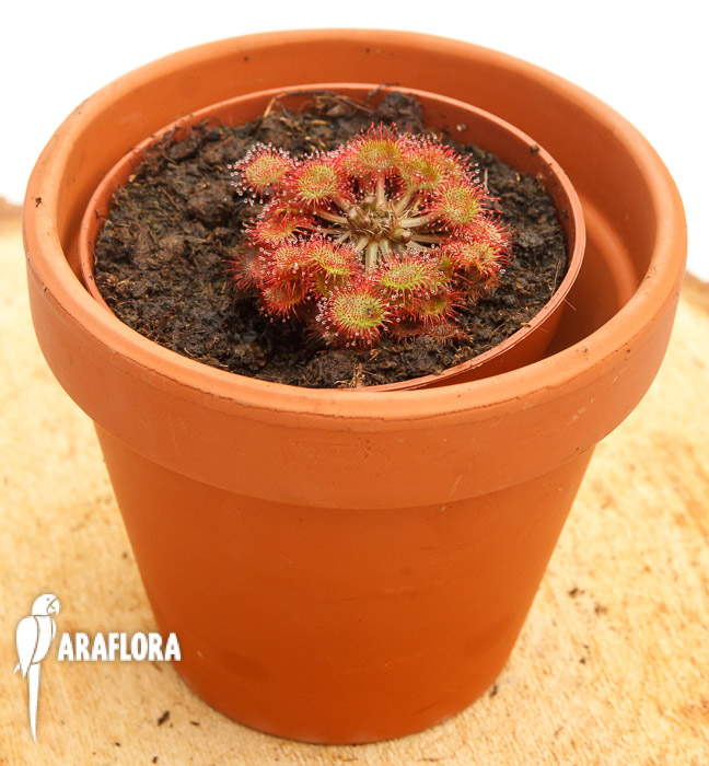 Drosera rotundifolia