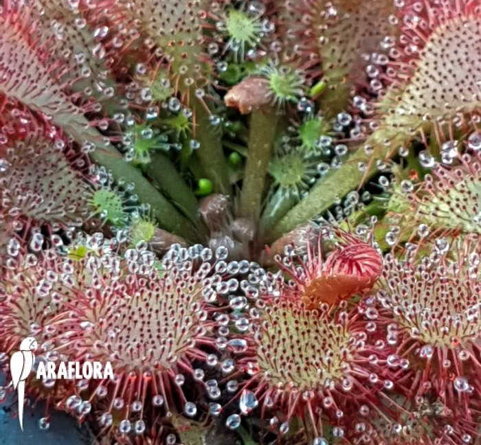 Drosera spatulata ‘Asia’