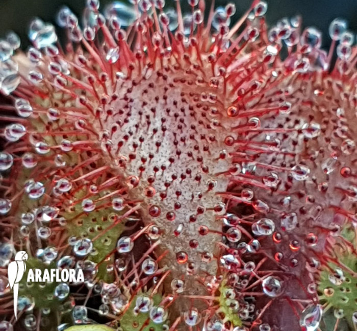 Drosera spatulata ‘Asia’