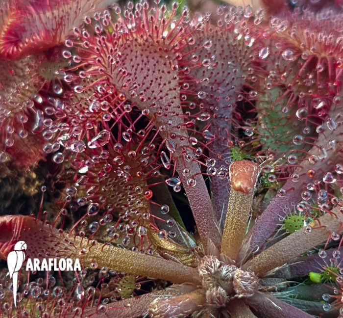Drosera spatulata ‘Asia’