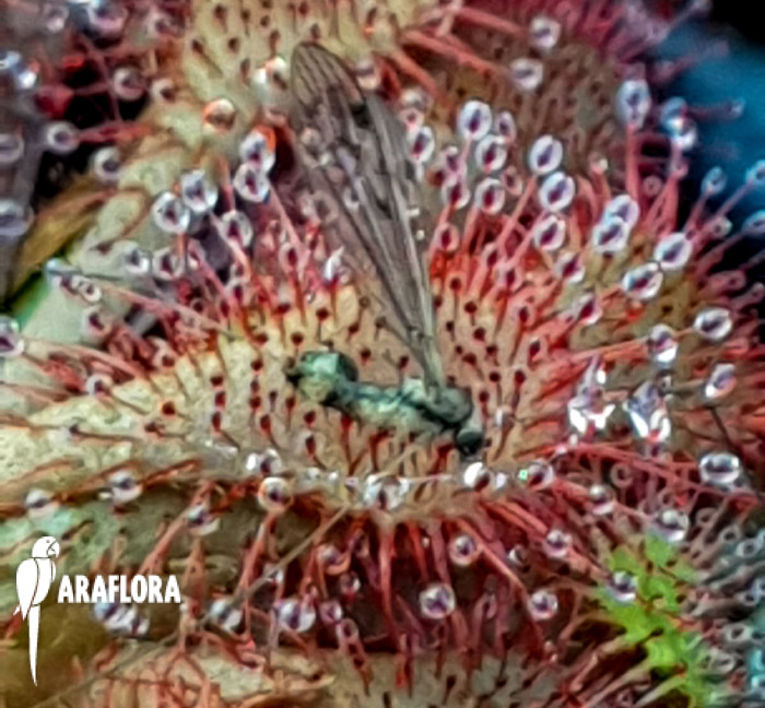 Drosera spatulata ‘Asia’