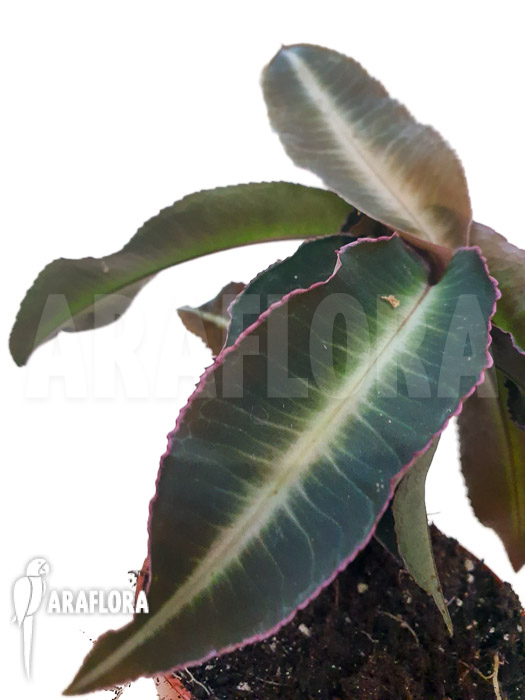 Labisia pumila ‘XL’