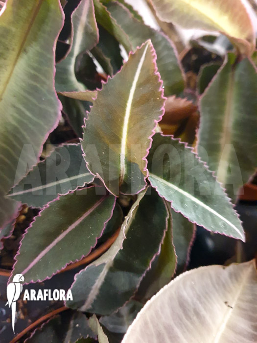 Labisia pumila ‘XL’