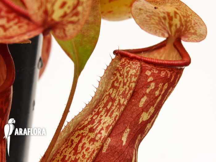 Nepenthes x ‘Gaya’