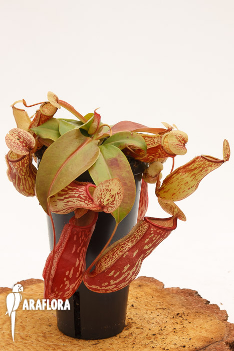 Nepenthes x ‘Gaya’