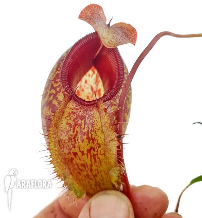 Nepenthes aristolochioides x spectabilis2