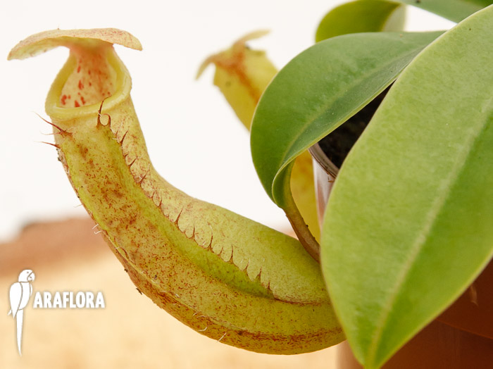 Nepenthes hispida