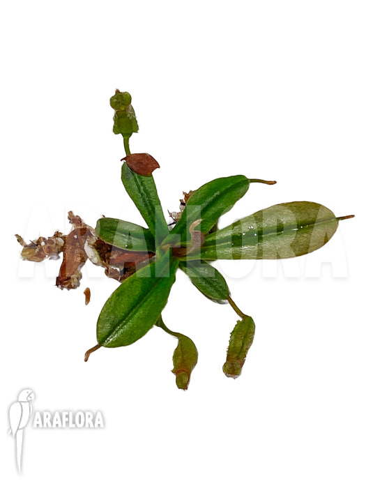 Nepenthes vieillardii ‘Starter’