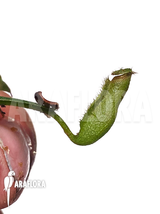 Nepenthes vieillardii ‘Starter’