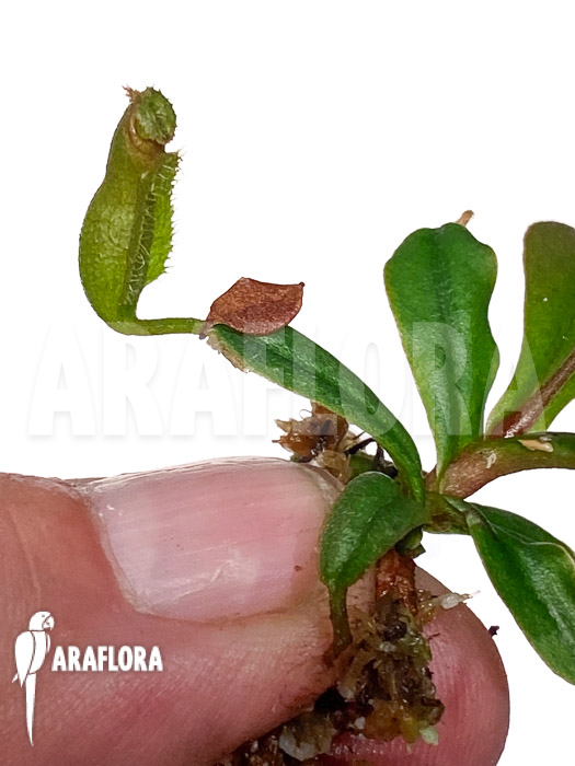 Nepenthes vieillardii ‘Starter’
