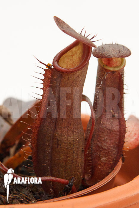 Nepenthes x ‘Rebecca Soper’