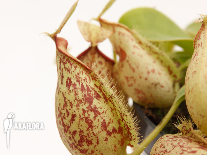 Nepenthes x hookeriana