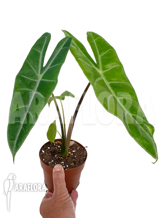 Philodendron longiloba