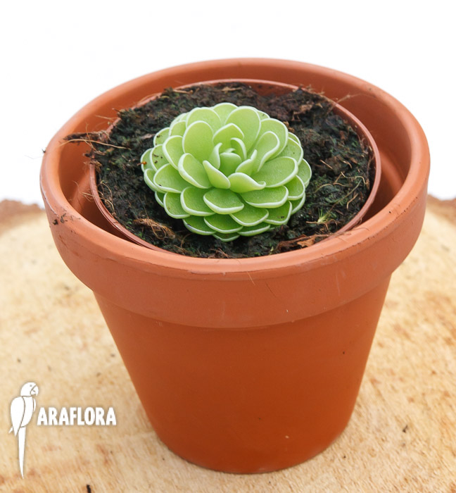 Pinguicula ehlersiae