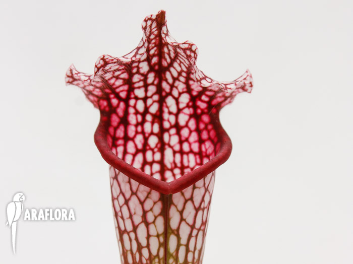 Sarracenia leucophylla ‘Red mouth’
