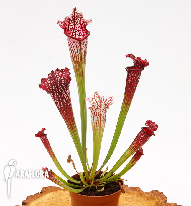 Sarracenia leucophylla ‘Red mouth’