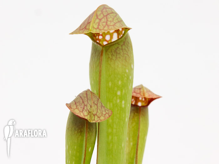 Sarracenia minor