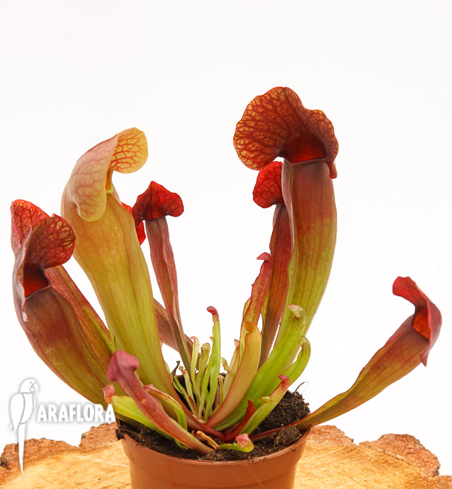 Sarracenia x ‘Barbapapa’