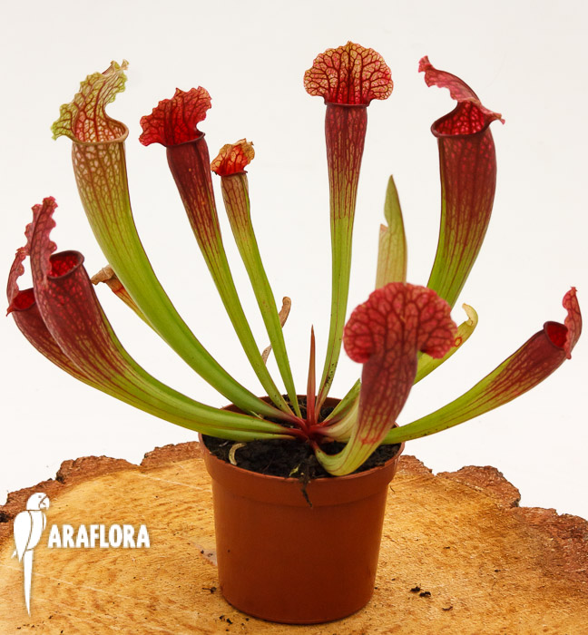 Sarracenia x ‘Fiona’