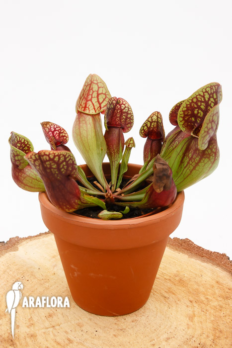 Sarracenia x ‘Hans’