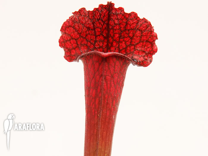 Sarracenia x ‘juthatip Soper’