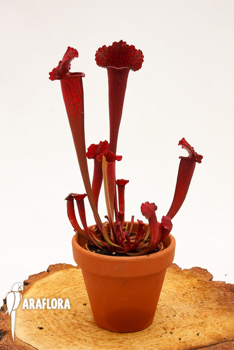 Sarracenia x ‘juthatip Soper’