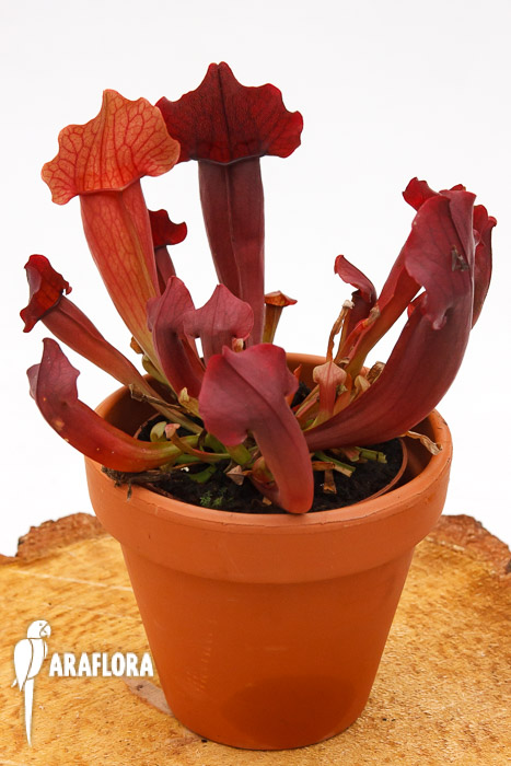 Sarracenia x ‘Maroon’