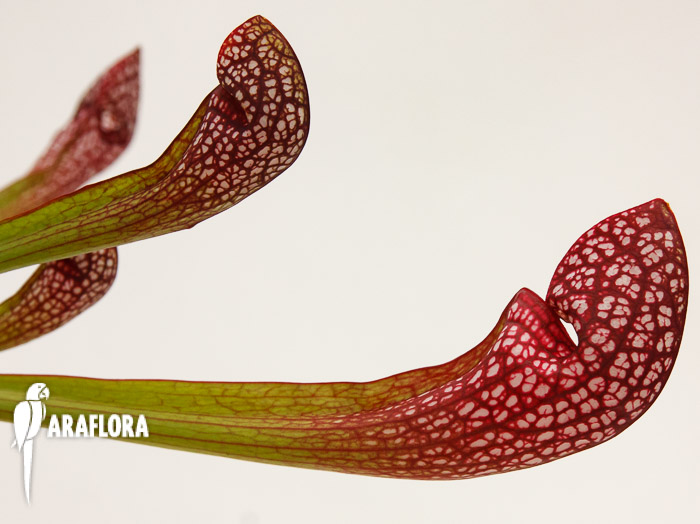 Sarracenia x ‘Scarlett Bell’