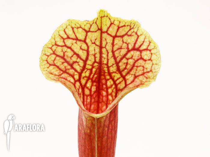 Sarracenia x ‘Smoorii’