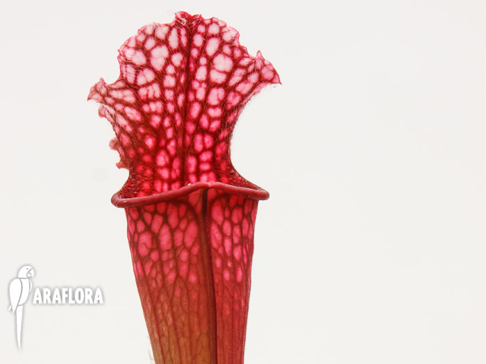 Sarracenia x ‘Stephensii’