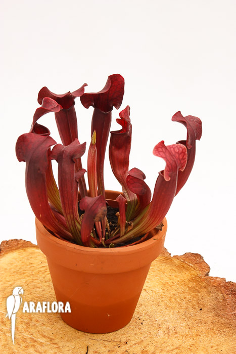 Sarracenia x ‘Tess’